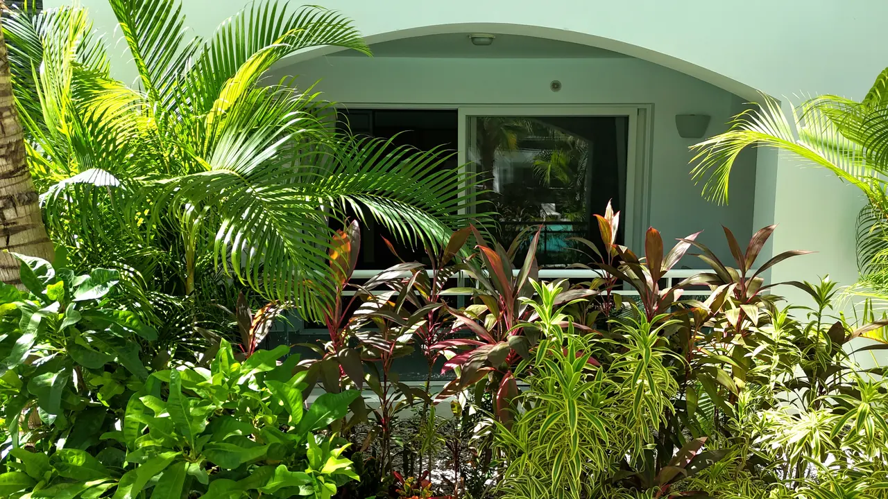 Estrella Dominicus: Outside